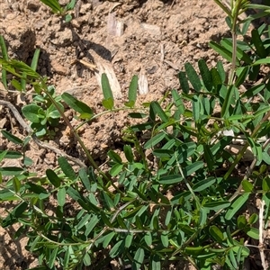 Vicia sativa subsp. nigra at Watson, ACT - 10 Sep 2024