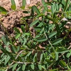 Vicia sativa subsp. nigra at Watson, ACT - 10 Sep 2024