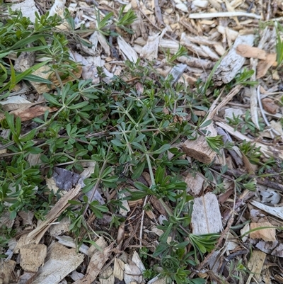 Galium aparine (Goosegrass, Cleavers) at Watson, ACT - 10 Sep 2024 by AniseStar