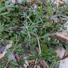 Galium aparine at Watson, ACT - 10 Sep 2024