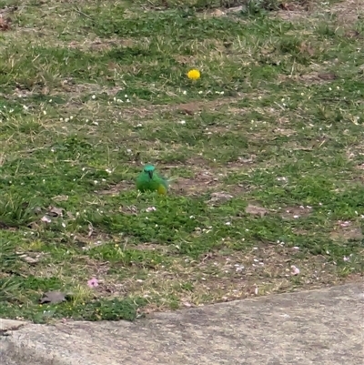 Psephotus haematonotus (Red-rumped Parrot) at Watson, ACT - 25 Aug 2024 by AniseStar