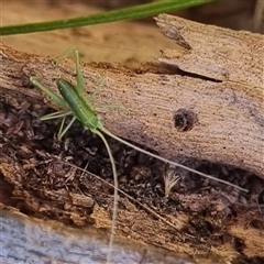 Phaneropterinae (subfamily) (Leaf Katydid, Bush Katydid) at Bungendore, NSW - 15 Sep 2024 by clarehoneydove