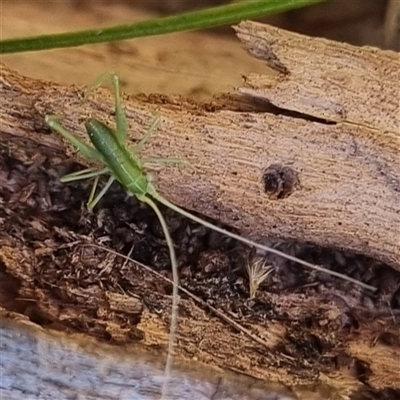 Phaneropterinae (subfamily) (Leaf Katydid, Bush Katydid) at Bungendore, NSW - 15 Sep 2024 by clarehoneydove