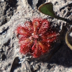 Drosera spatulata at Porters Creek, NSW - 14 Sep 2024 by Clarel