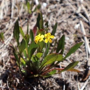 Goodenia bellidifolia at Porters Creek, NSW - 15 Sep 2024 10:04 AM