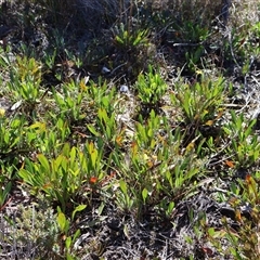 Goodenia bellidifolia at Porters Creek, NSW - 15 Sep 2024 10:04 AM