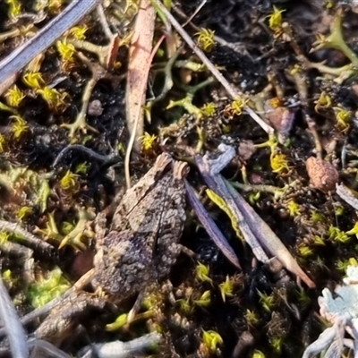 Tetrigidae (family) (Pygmy grasshopper) at Bungendore, NSW - 15 Sep 2024 by clarehoneydove