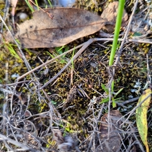 Tetrigidae (family) at Bungendore, NSW - 15 Sep 2024