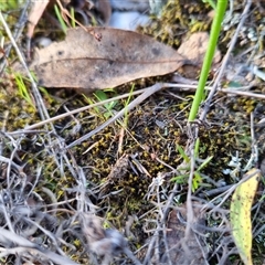 Tetrigidae (family) at Bungendore, NSW - 15 Sep 2024