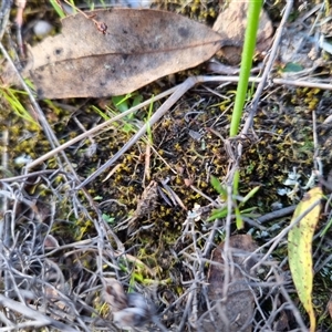 Tetrigidae (family) at Bungendore, NSW - 15 Sep 2024