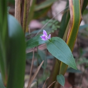 Schelhammera undulata at Tilba Tilba, NSW - 14 Sep 2024