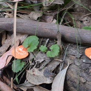 Trametes coccinea at Tilba Tilba, NSW - 14 Sep 2024