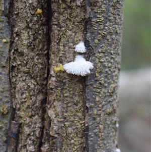 Schizophyllum commune at Tilba Tilba, NSW - 14 Sep 2024 01:20 PM