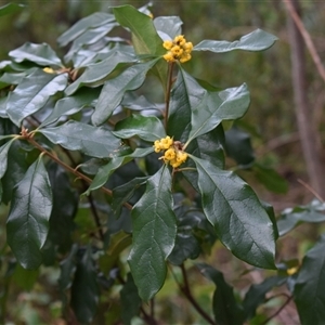 Pittosporum revolutum at Tilba Tilba, NSW - 14 Sep 2024 09:20 AM