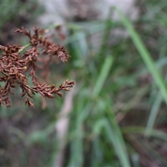 Lepidosperma (genus) (A Sword Sedge) at Tilba Tilba, NSW - 14 Sep 2024 by Janie