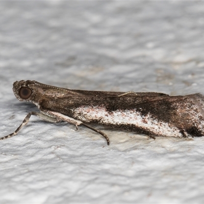 Assara subarcuella (Phycitinae) at Melba, ACT - 15 Sep 2024 by kasiaaus