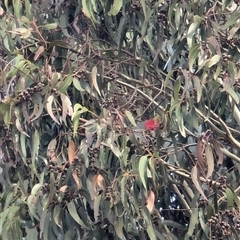 Callocephalon fimbriatum (Gang-gang Cockatoo) at Watson, ACT - 25 Aug 2024 by AniseStar