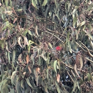 Callocephalon fimbriatum at Watson, ACT - suppressed