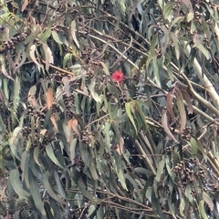 Callocephalon fimbriatum at Watson, ACT - suppressed