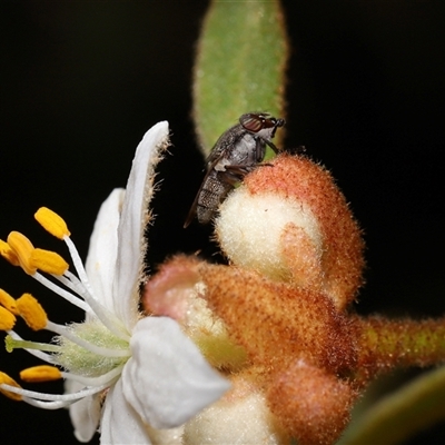 Stomorhina subapicalis (A snout fly) at Acton, ACT - 3 Sep 2024 by TimL