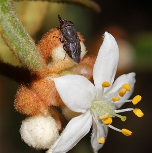 Stomorhina subapicalis at Acton, ACT - 3 Sep 2024