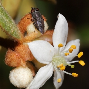 Stomorhina subapicalis at Acton, ACT - 3 Sep 2024