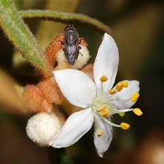 Stomorhina subapicalis at Acton, ACT - 3 Sep 2024