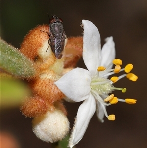 Stomorhina subapicalis at Acton, ACT - 3 Sep 2024