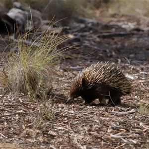 Tachyglossus aculeatus at Forde, ACT - 8 Aug 2024