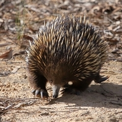 Tachyglossus aculeatus at Forde, ACT - 8 Aug 2024