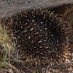 Tachyglossus aculeatus at Forde, ACT - 8 Aug 2024