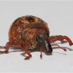 Cryptoplini sp. (tribe) (Weevil) at Lawson, ACT - 29 Jul 2024 by TimL