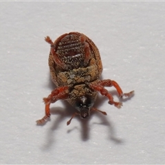 Cryptoplini sp. (tribe) at Lawson, ACT - 29 Jul 2024 01:18 PM