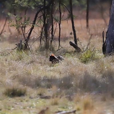 Dasyurus viverrinus (Eastern Quoll) at Forde, ACT - 8 Aug 2024 by TimL