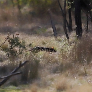 Dasyurus viverrinus at Forde, ACT - 8 Aug 2024