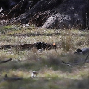 Dasyurus viverrinus at Forde, ACT - 8 Aug 2024 12:54 PM