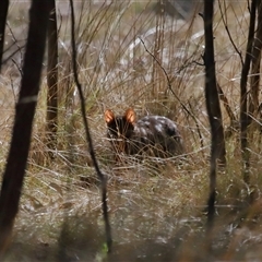 Dasyurus viverrinus at Forde, ACT - 8 Aug 2024