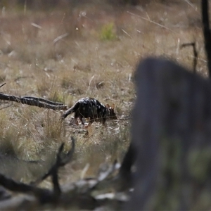 Dasyurus viverrinus at Forde, ACT - 8 Aug 2024 12:54 PM