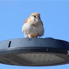 Falco cenchroides (Nankeen Kestrel) at Yarralumla, ACT - 14 Jul 2024 by TimL