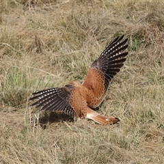 Falco cenchroides at Yarralumla, ACT - 14 Jul 2024