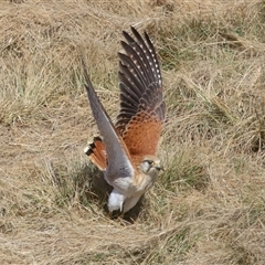 Falco cenchroides at Yarralumla, ACT - 14 Jul 2024