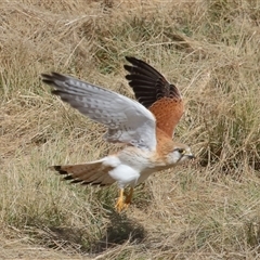 Falco cenchroides at Yarralumla, ACT - 14 Jul 2024 01:07 PM