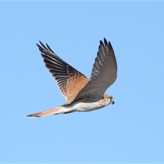 Falco cenchroides at Yarralumla, ACT - 14 Jul 2024 01:07 PM