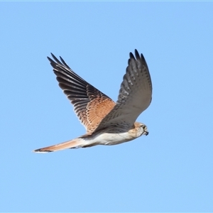 Falco cenchroides at Yarralumla, ACT - 14 Jul 2024