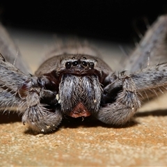 Isopeda canberrana (Canberra Huntsman Spider) at Molonglo, ACT - 6 Aug 2024 by TimL