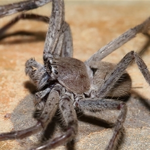 Isopeda canberrana at Molonglo, ACT - 6 Aug 2024