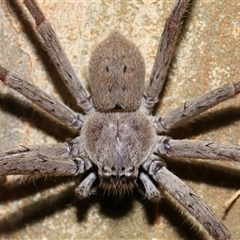 Isopeda canberrana at Molonglo, ACT - 6 Aug 2024