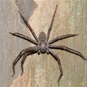 Isopeda canberrana at Molonglo, ACT - 6 Aug 2024