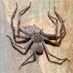 Isopeda canberrana at Molonglo, ACT - 6 Aug 2024