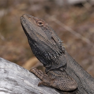 Pogona barbata at Watson, ACT - suppressed